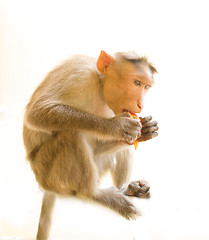 Image showing Use vegetables. Monkey with ripe tomato 3