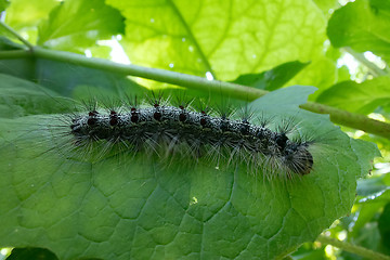 Image showing Lymantria dispar caterpillars move in forest.