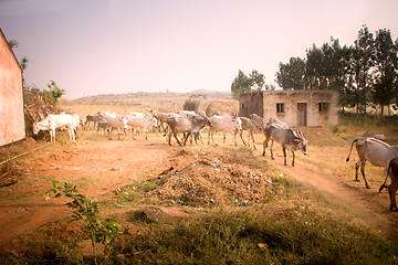 Image showing Indian farm in province Andhra Pradesh.