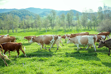 Image showing fat herd of cows in a mountainous area is on green grass