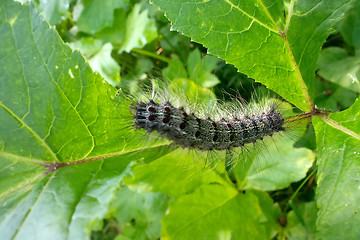 Image showing Lymantria dispar caterpillars move in forest.