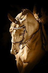 Image showing Portrait of a sport dressage horse