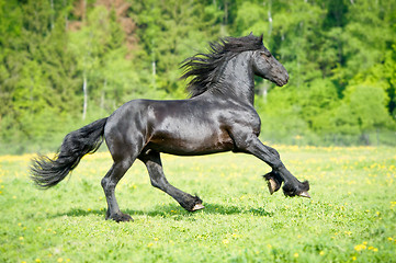 Image showing Black Friesian horse runs gallop in summer time