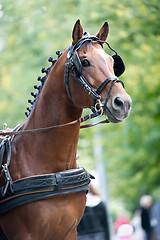 Image showing Portrait of bay carriage driving horse