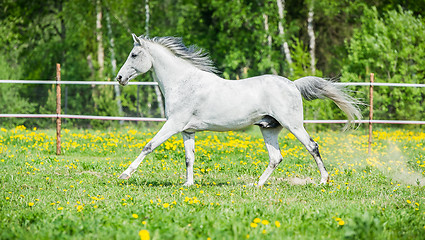 Image showing White horse running on the pasture in summer