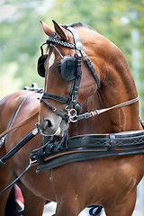 Image showing Portrait of bay carriage driving horse