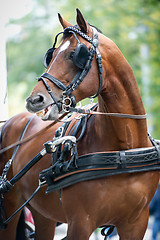 Image showing Portrait of bay carriage driving horse