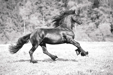 Image showing free friesian horse runs , black and white.