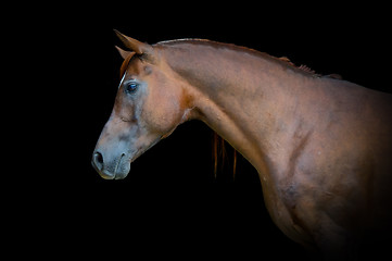 Image showing Arabian bay horse portrait on black background