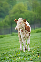 Image showing Red-flecked breed calf cow on a green meadow in the early morning
