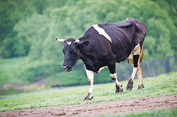 Image showing Black-flecked breed cow on a green meadow in the early morning