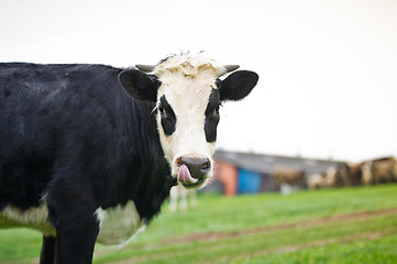 Image showing Close-up portrait cow on a meadow