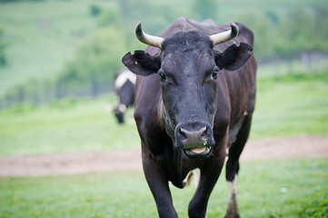 Image showing Close-up portrait cow on a meadow