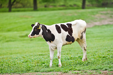 Image showing Black-flecked breed calf cow on a green meadow in the early morning