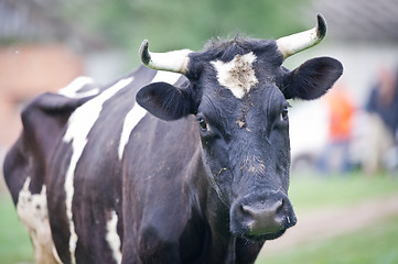 Image showing Close-up portrait cow on a meadow