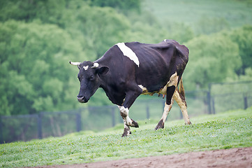 Image showing Black-flecked breed cow on a green meadow in the early morning