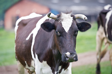 Image showing Close-up portrait cow on a meadow