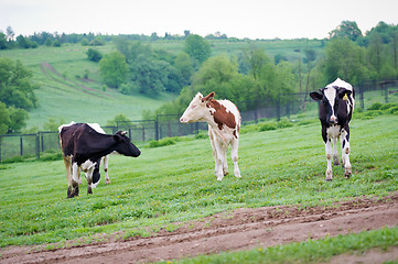 Image showing Black-flecked and red-flecked breed three calf cows on a green meadow in the early morning