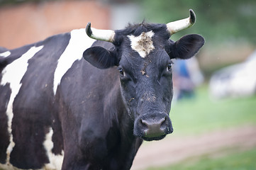 Image showing Close-up portrait cow on a meadow