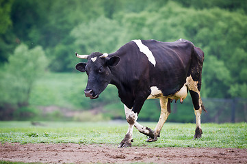 Image showing Black-flecked breed cow on a green meadow in the early morning