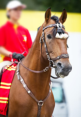 Image showing Bay polo pony close up vertical portrate in traditional a spanish decoration outdoor portrait