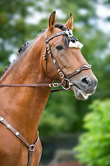 Image showing Bay polo pony close up vertical portrate in traditional a spanish decoration outdoor portrait on green background