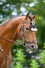 Image showing Bay polo pony close up vertical portrate in traditional a spanish decoration outdoor portrait on green background