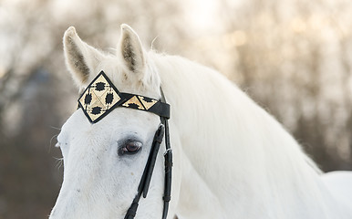 Image showing white trotter horse in medieval front bridle-strap outdoor horizontal close up portrait in winter in sunset