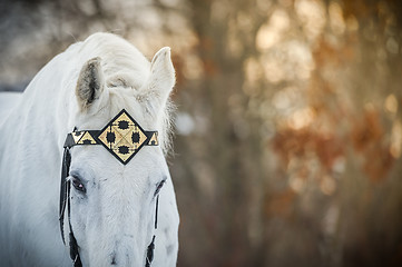 Image showing white trotter horse in medieval front bridle-strap outdoor horizontal close up portrait in winter in sunset