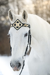 Image showing white trotter horse in medieval front bridle-strap outdoor horizontal portrait in winter in sunset