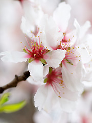 Image showing White Cherry Blossom