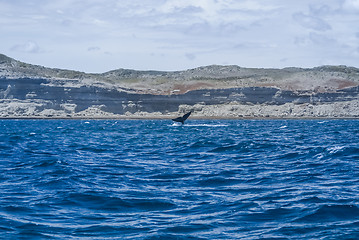 Image showing Tail of whale