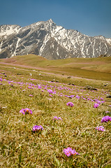 Image showing Purple flowers in Nepal