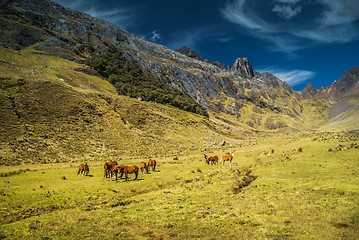 Image showing Wild horses in Peru