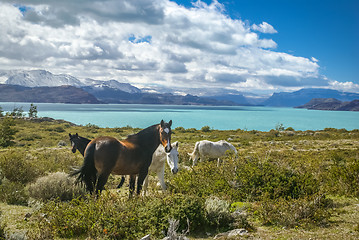 Image showing Feeding wild horses