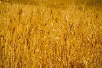 Image showing Field of wheat