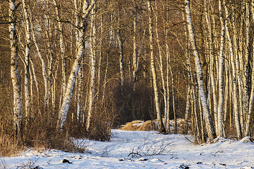 Image showing Birch forest in winter