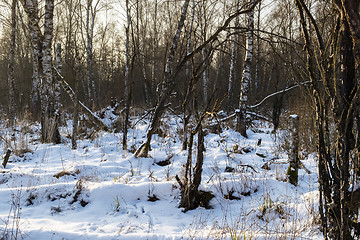 Image showing Birch forest in winter