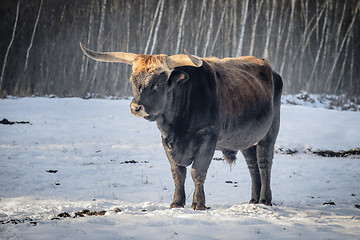 Image showing Aurochs in snow