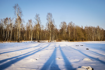 Image showing Birch forest in winter