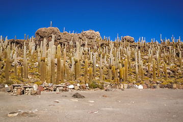 Image showing Cactuses in Bolivia