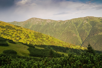 Image showing Greenery in Slovakia