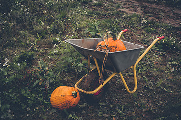 Image showing Pumkin harvest with a wheelbarrow