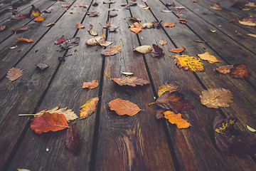 Image showing Autumn season with colorful autumn leaves