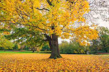 Image showing Large tree in a park in autumn