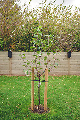 Image showing New planted apple tree in a garden