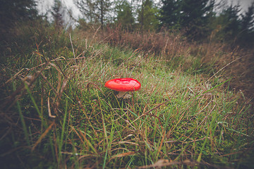 Image showing Amanita Muscaria mushroom in green grass