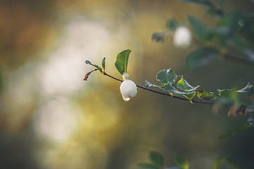 Image showing Snowberry hanging on a small twig