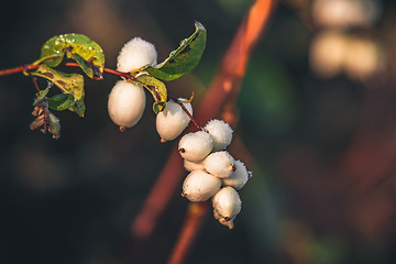 Image showing White snowberries on a branch