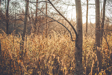 Image showing Nettles in the morning sunrise